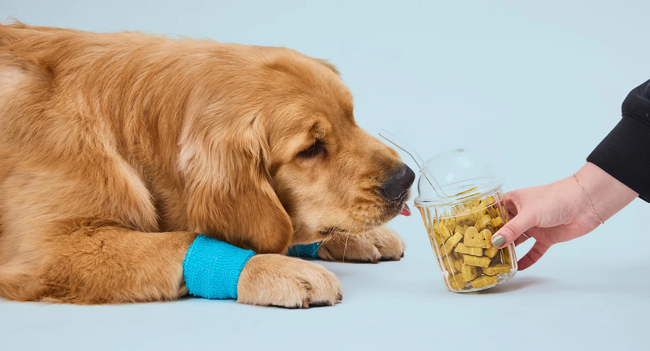 Chef-Quality Treats for Happy Paws